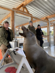 230118-N-WY087-034 SAN DIEGO (Jan. 18, 2023) A California sea lion catches a fish to celebrate winning a game on the Enclosure Video Enrichment (EVE) system, a game system Navy scientists created as part of their latest research on cognitive enrichment for marine mammals, Jan. 18, 2023. Under the U.S. Marine Mammal Program, scientists at Naval Information Warfare Center (NIWC) Pacific care for more than 120 sea lions and dolphins; enrichment activities such as such as open-ocean swims, playtime with toys, and now video games, remain central to their care programs. (U.S. Navy photo by Jaime Ciciora/Released)