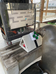 230118-N-WY087-029 SAN DIEGO (Jan. 18, 2023) A California sea lion uses his snout to press buttons while observing the screen of the Enclosure Video Enrichment (EVE) system, a game system Navy scientists created as part of their latest research on cognitive enrichment for marine mammals, Jan. 18, 2023. Under the U.S. Marine Mammal Program, scientists at Naval Information Warfare Center (NIWC) Pacific care for more than 120 sea lions and dolphins; enrichment activities such as such as open-ocean swims, playtime with toys, and now video games, remain central to their care programs. (U.S. Navy photo by Jaime Ciciora/Released)